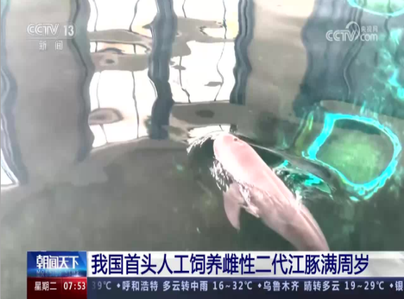 【CCTV-13】朝聞天下：我國首頭人工飼養雌性二代江豚滿周歲